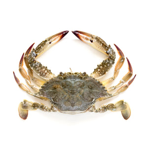 Female Crab - كابوريا نتي