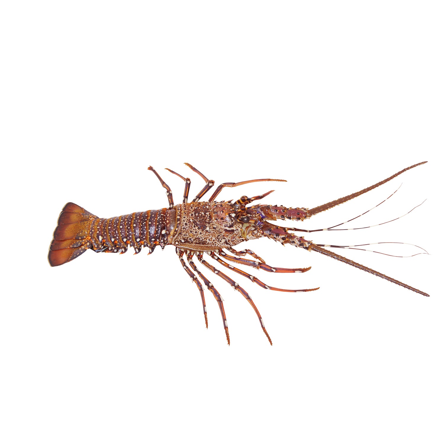 Lobster - استاكوزا