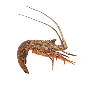 Lobster - استاكوزا