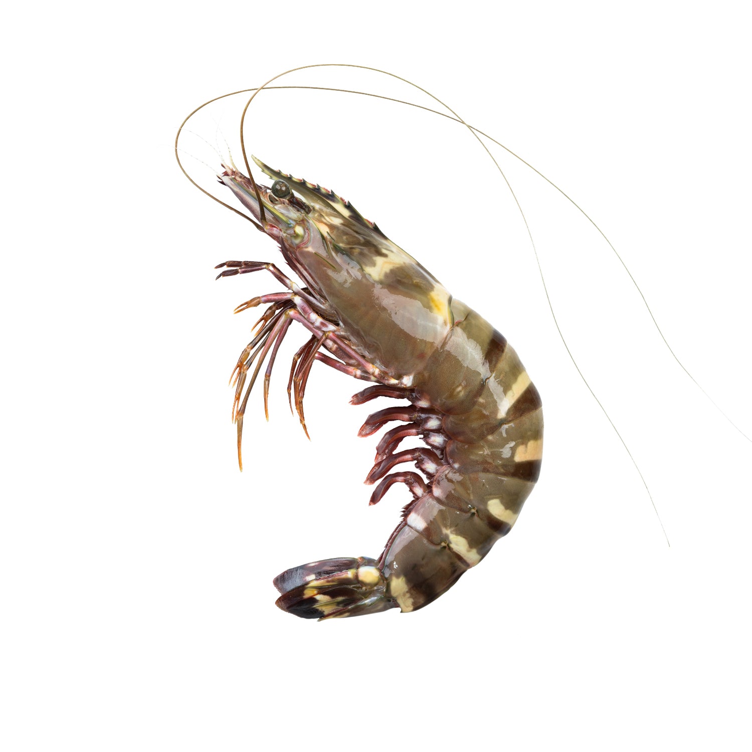 Black Tiger Shrimps - جمبري بلاك تايجر بحري