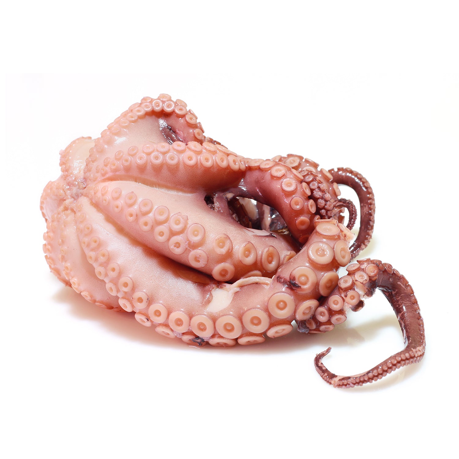 Wild Octopus - اخطابوط حر